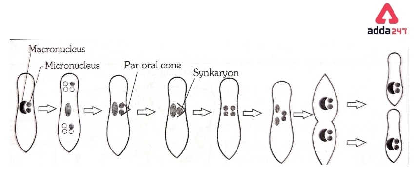 Paramecium Diagram, kingdom, Classification, Structure_90.1