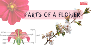 Parts of a Flower Diagram and Their Functions for Class 6